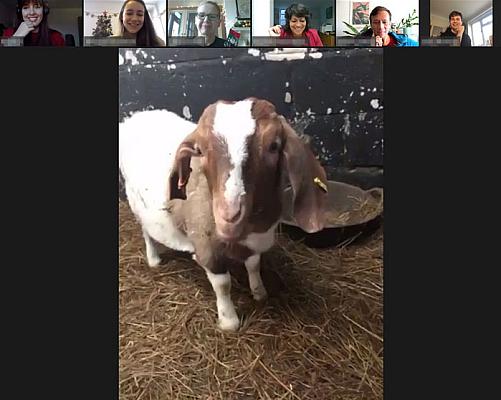 goat zoom conference (2)