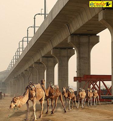 camel metrorail-min
